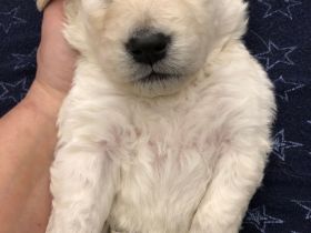 Golden Retriever Welpen