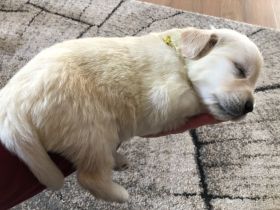 Golden Retriever Welpen