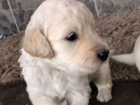 Golden Retriever Welpen