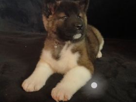 2 Süße Zuckerschnuten Abgabebereit