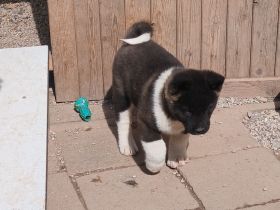 2 Süße Zuckerschnuten Abgabebereit