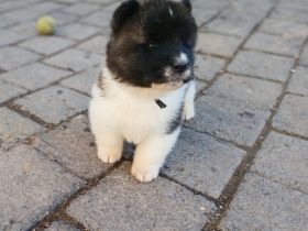 American Akita Anfang April Abgabebereit