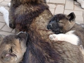 2 Süße Zuckerschnuten Abgabebereit