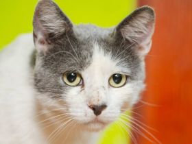 Spielfreudiger Floki sucht Heimat