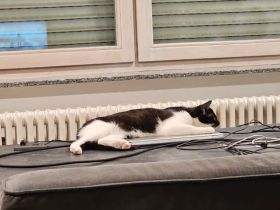 Zwei weibliche Geschwister Mischlingskatzen