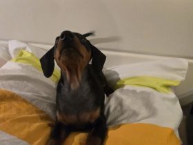 Zwergpinscher Welpen