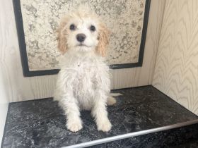 Kleine Daysi sucht ein Zuhause