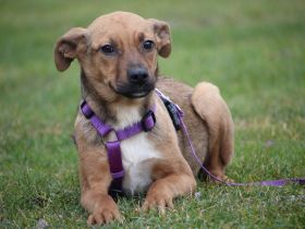 Kaglina - kleine Zuckermaus sucht ihr persönliches Glück