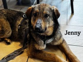 Jenny ein sanfter Riese auf 4 Pfoten