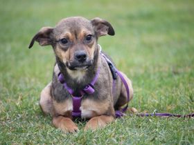 Cassandra unsere kleine Schönheit