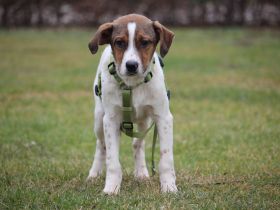 Delino eine sanfte kleine Seele sucht sein Glück