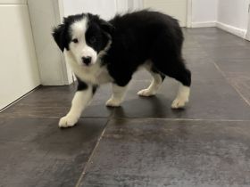 Border colli Welpe Rüde