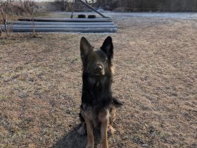 Deutscher Schäferhund Rüde Langhaar 2 Jahre