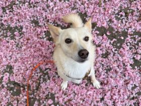 Merlin sucht ein ländliches, ruhiges Zuhause