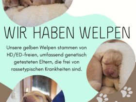 Labrador Welpen vom züchter