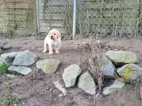Labrador Welpen vom züchter