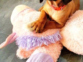 Rhodesian Ridgeback-BGS Welpen