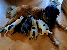 Welpen vom Schmiedehof