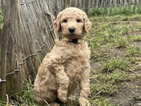 Großpudel Welpen vom Huftempel