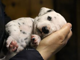 FCI/VDH LUA Dalmatiner Wurfplanung April 2026