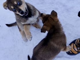 Husky x Golden Retriever Mischlingswelpen