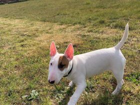 VdH/ FCI Miniatur Bullterier Welpen