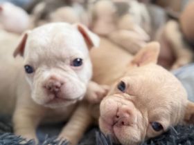 🐶🐶Französische Bulldoggenwelpen suchen ein liebevolles Zuhause.🐶🐶🐶