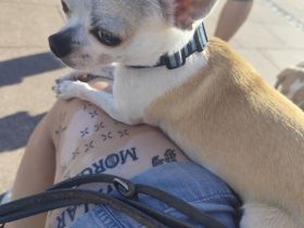 Chihuahua Deckrüde