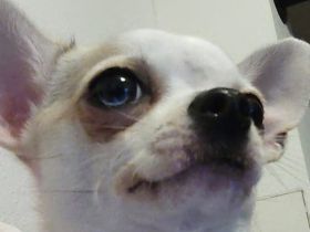 Chihuahua Deckrüde