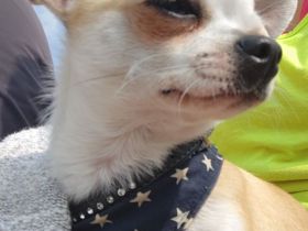 Chihuahua Deckrüde