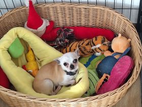 Chihuahua Deckrüde