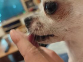 Chihuahua Deckrüde