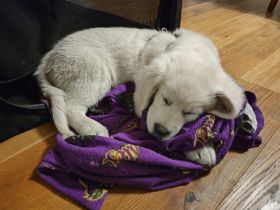 Yoshi sucht eine neue Familie