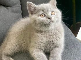 Britisch Kurzhaar-Kätzchen