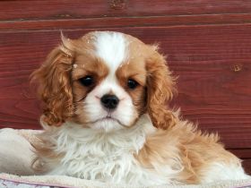 Cavalier-Hündin mit Stammbaum zu verkaufen!