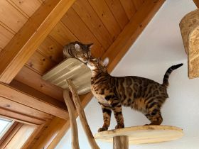 Bengal Katzen Geschwister