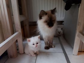 Sibirische Neva x Birma Kitten chocolate & red (Fellfarbe weiß) mit Chip und geimpft ab Mitte März