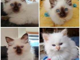 Heilige Birma Kitten chocolate & red point (Fellfarbe weiß) Mix Perser Neva