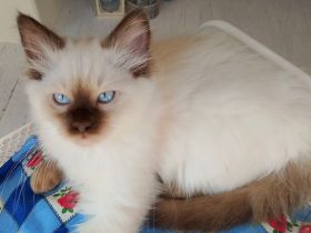 Junger wunderschöner lieber Birma Kater chocolate point (Fellfarbe weiß) Mix Perser Neva