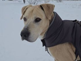 Wunderbarer Freund sucht neues Zuhause