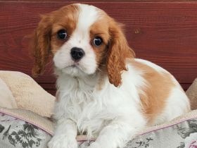 Cavalier-Rüde mit Stammbaum zu verkaufen!