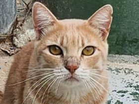 Tommy, lieber, ruhiger 4 jähriger roter Kater sucht neues Zuhause