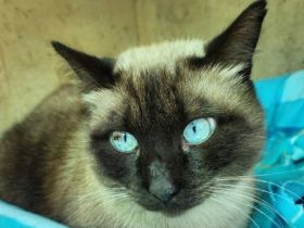 Zeus, wunderschöner, sehr sozialer Siamkater, bald bei uns in Deutschland, sucht ein neues Zuhause