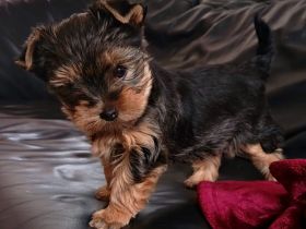 Yorkshire-Terrier Mädchen reinrassige Eltern