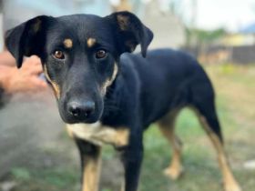 Hermine sucht ihr Für-immer-Zuhause