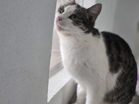 Leni sucht endlich ein neues Zuhause voller Liebe