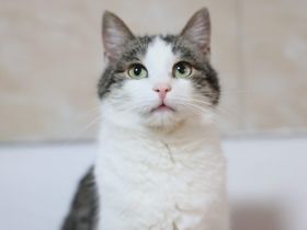 Leni sucht endlich ein neues Zuhause voller Liebe