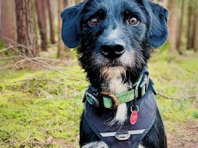 Odin in 90596 Schwanstetten sucht sein Für-immer-Zuhause