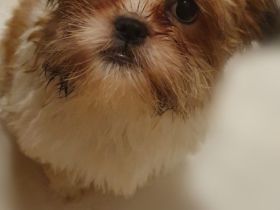 Shih Tzu Bolonka Welpen - ab sofort Abgabe bereit