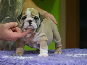 Reinrassige FCI Englische Bulldogge - Ein wunderschöner Junge mit FCI-Papieren